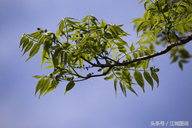 黄菠萝树经济价值、药用价值极高，是我国一级保护植物禁伐木材